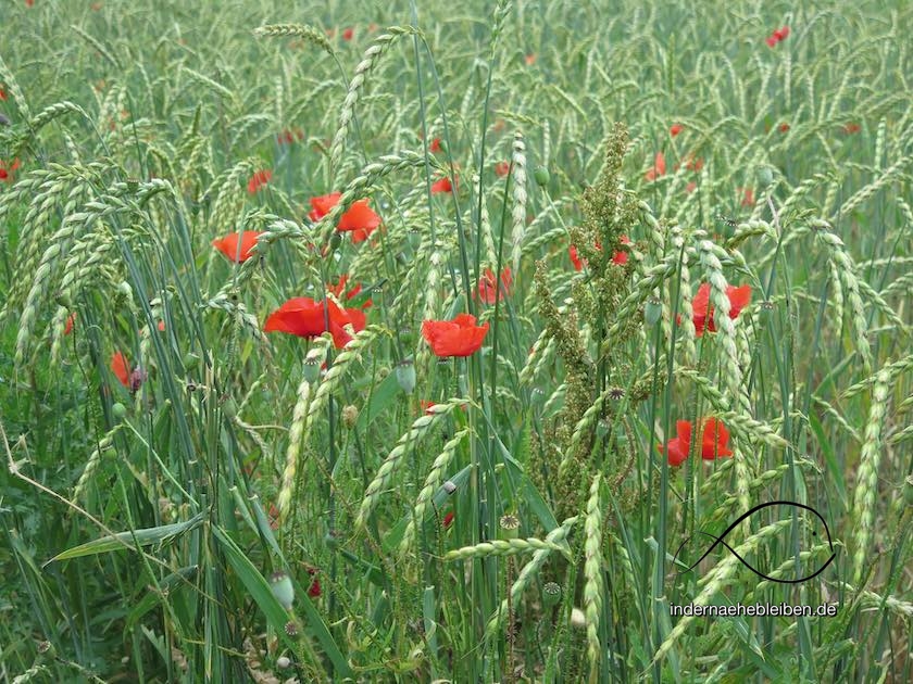 Mohnblumen