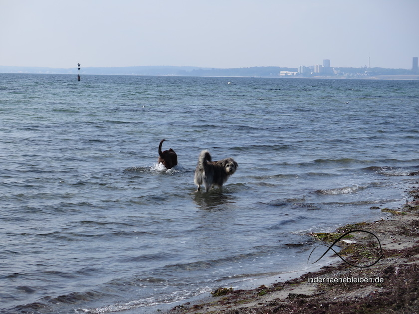 Hundestrand