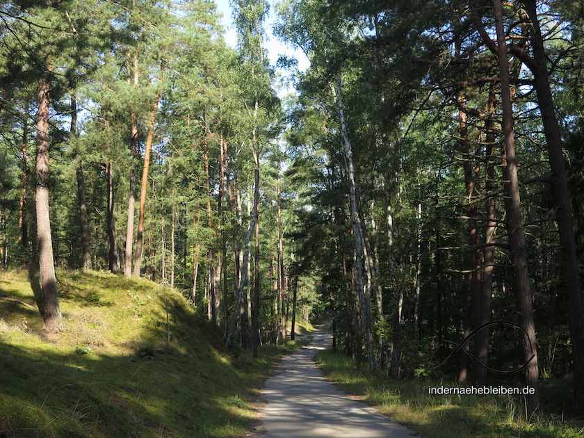 Kiefern