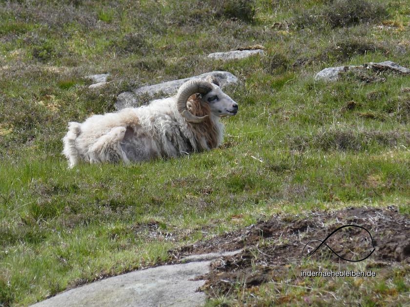 Merinoschaf