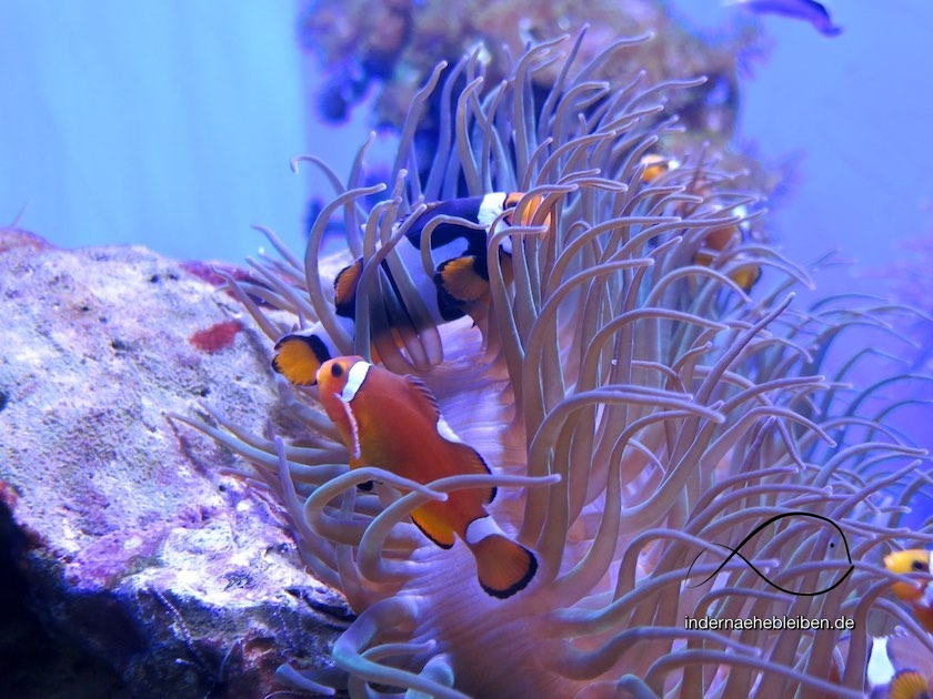 Fisch