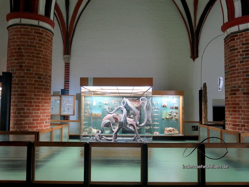 Krake Meeresmuseum