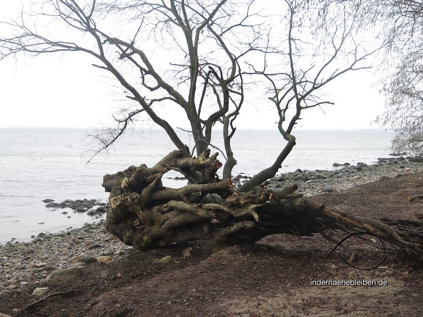 Baum am Strand