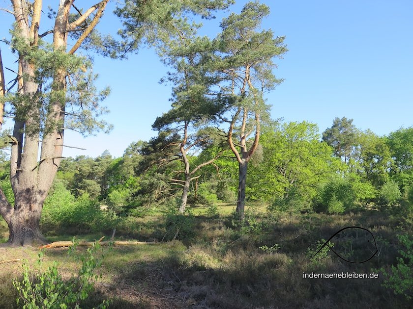 Holmer Sandberge