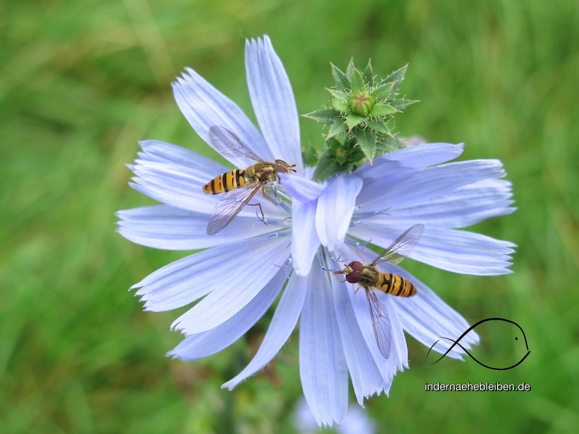 Waldblume