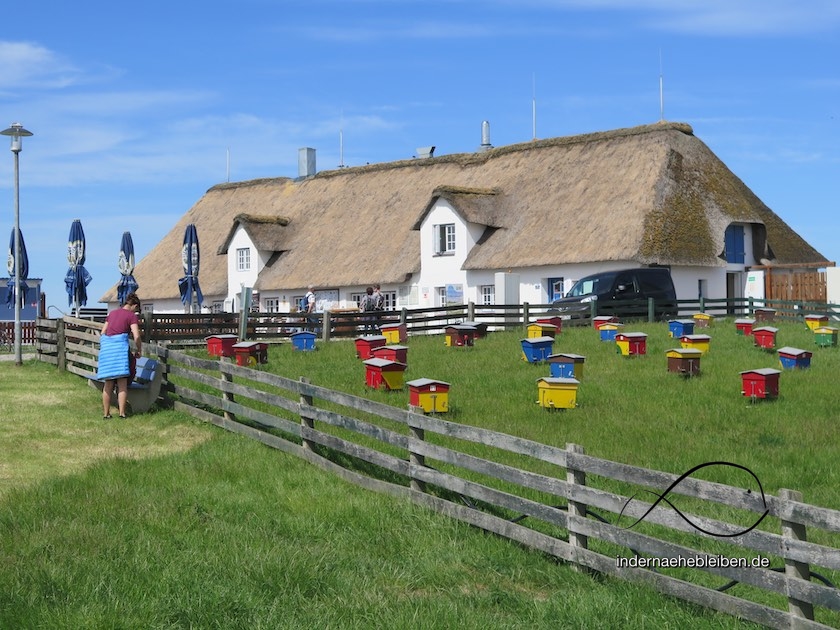 Bienenkasten Hamburger Hallig