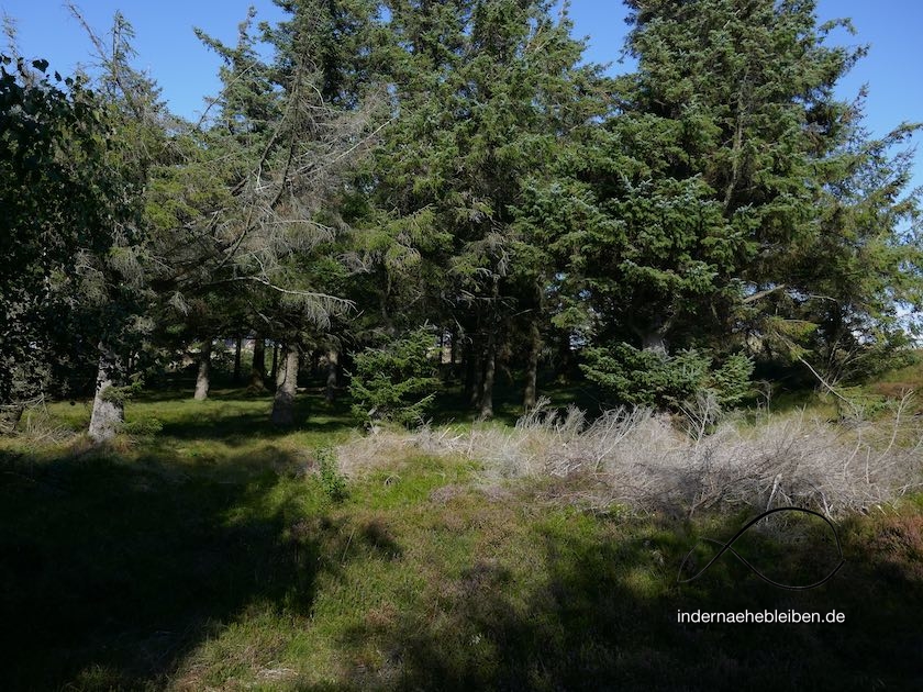 Wald Amrum Norddorf