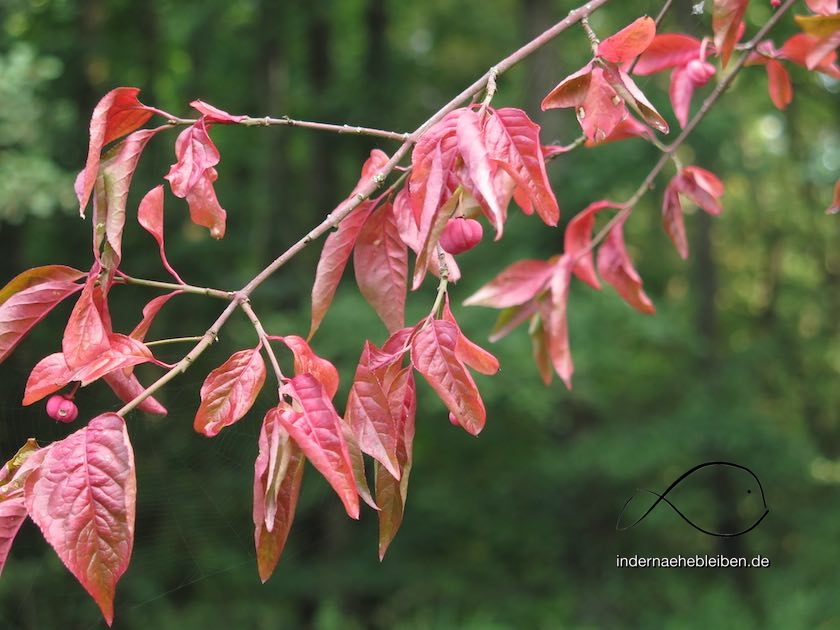 Herbst