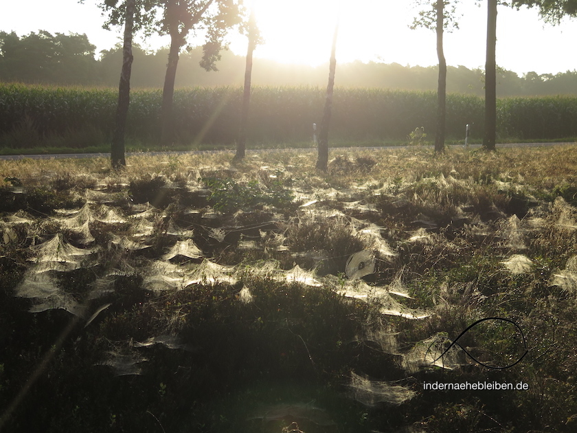 Altweibersommer