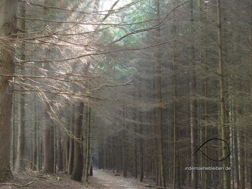 Wald Albersdorf