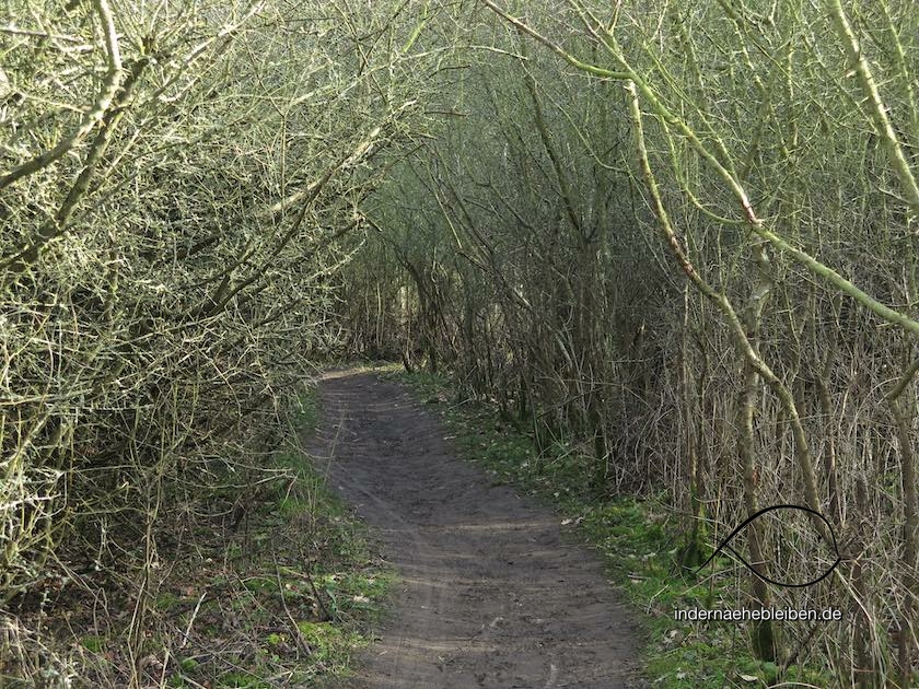 Heckentunnel