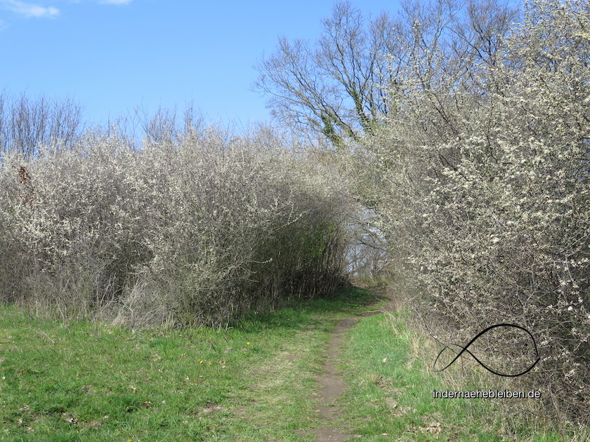 Fruehling