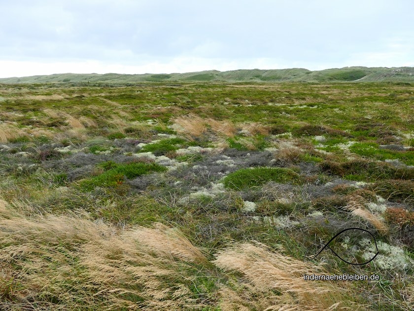 Holmsland Klit