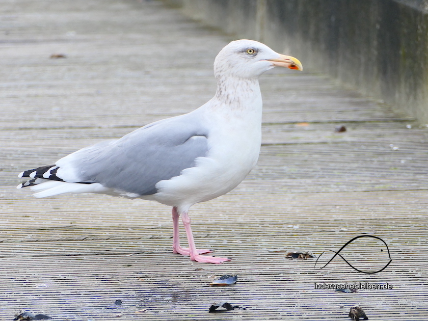 Möwen