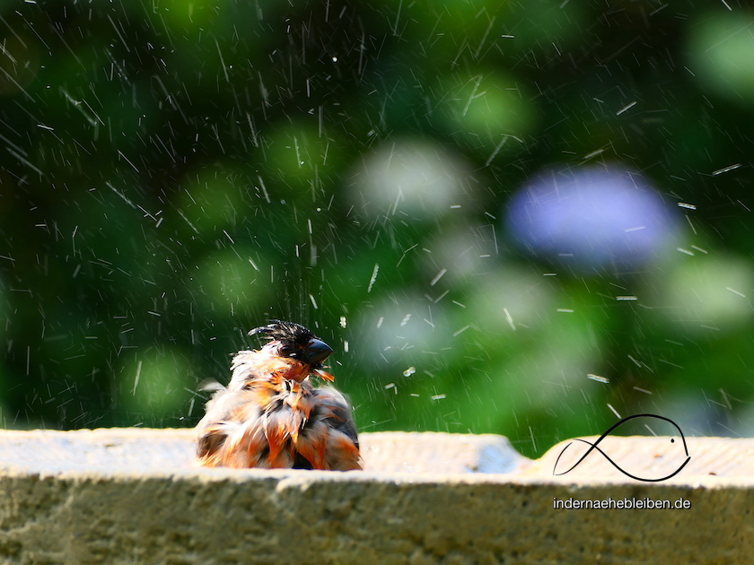 Vogelbad