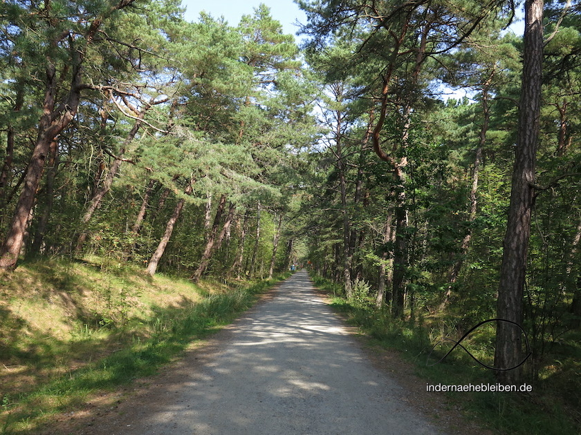 Kiefernwald