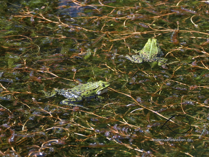 Frosch