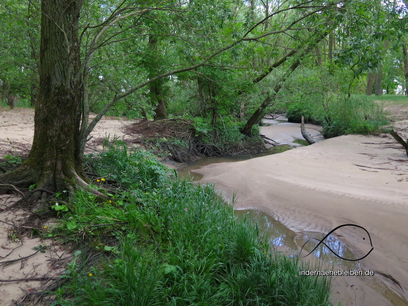 HetlingerSchanzeWald