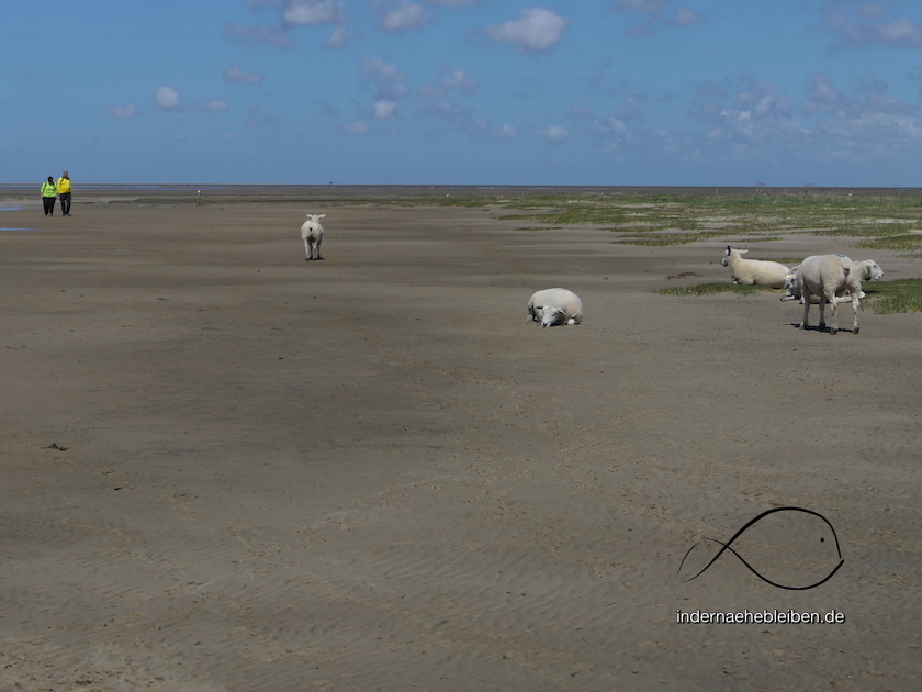 Schafe am Strand